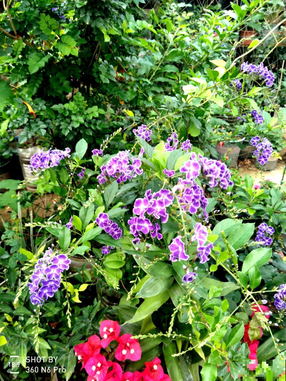 带有巧克力香味的“美人花”，名叫蕾丝金露，皮实好养开花多