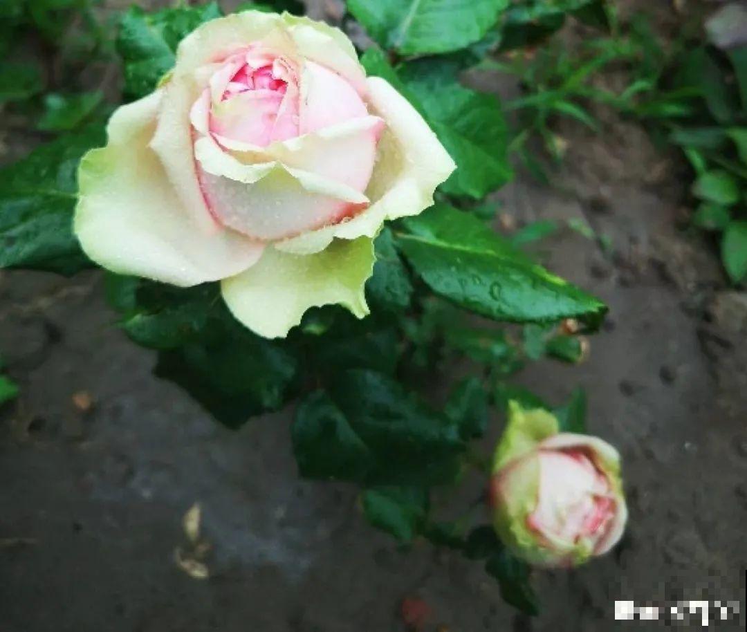 50种月季，各有各的美，哪一种是你的“菜”？