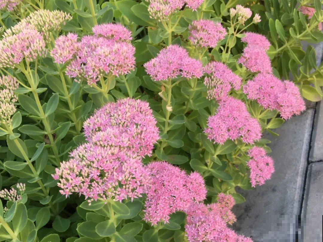 5月出门,收下这份百花图谱,啥花都能叫上名! 5月出门,收下这份百花图谱,啥花都能叫上名!