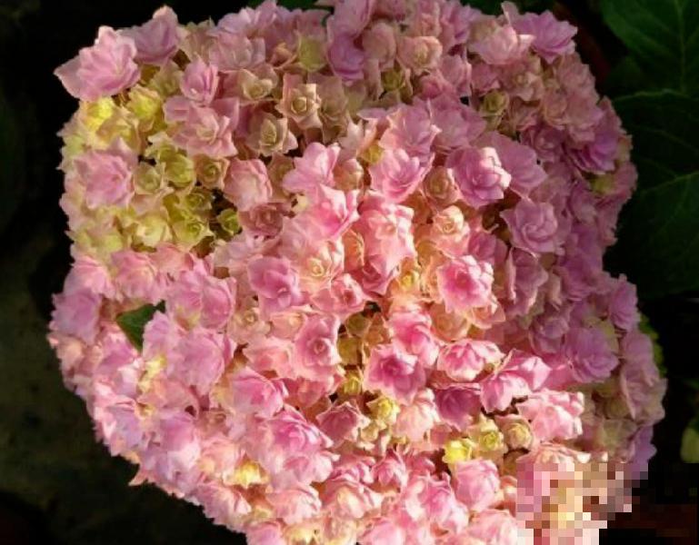 家里养盆“大脸”花，开花巨无霸，看着就喜庆