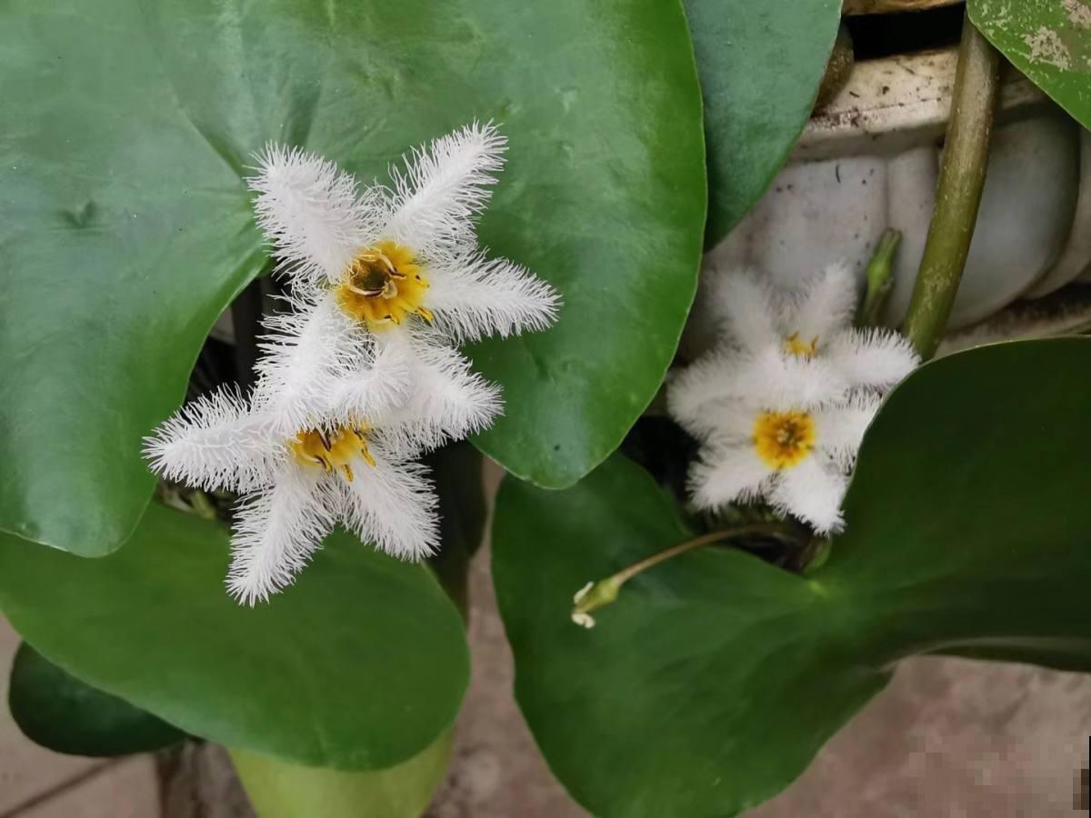 1种花只有1片叶,只需要一碗清水就能养,现在养到夏天长满缸! 1种花只有1片叶,只需要一碗清水就能养,现在养到夏天长满缸!