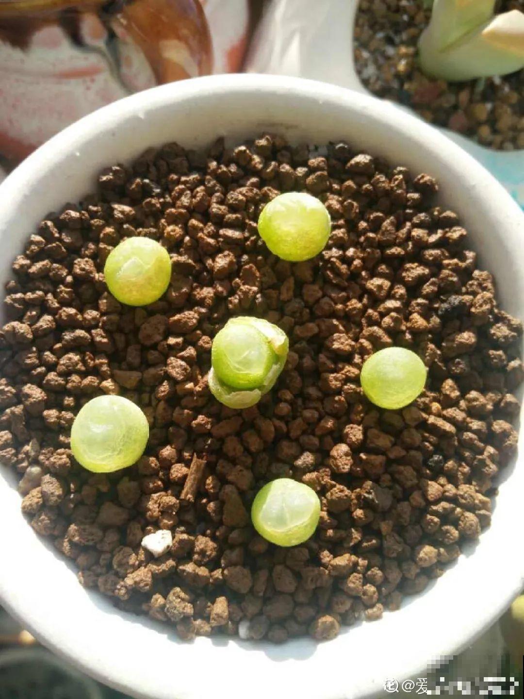 养多肉的人里，有一群“屁股花”爱好者，养的多肉超可爱