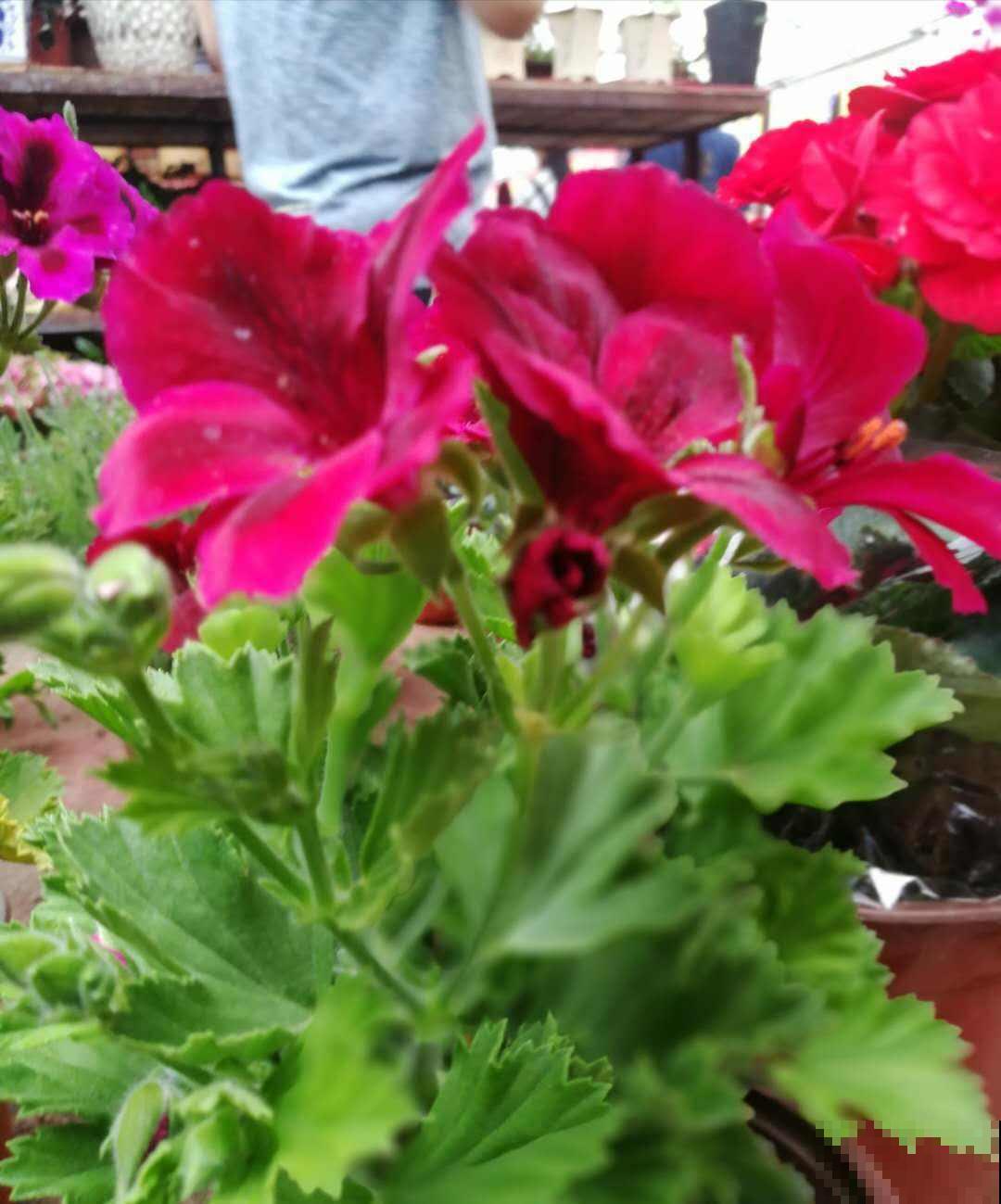 天竺葵开爆盆的技巧，看完轻松养出大花球！