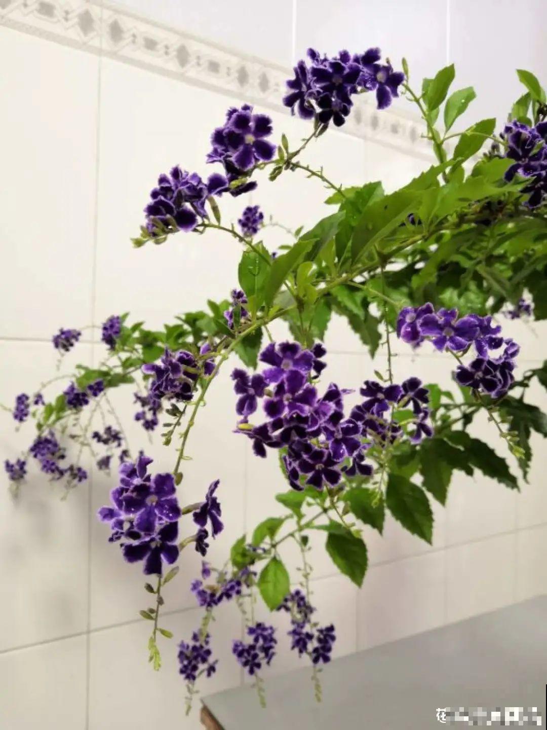 晒不死、热不死的花,越晒花越多,越热长越快 晒不死、热不死的花,越晒花越多,越热长越快