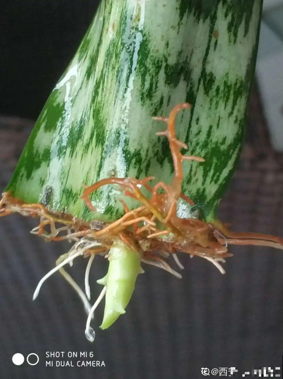 6种花夏天扦插,枝条剁8段、撒土里,3岁小孩都能插活! 6种花夏天扦插,枝条剁8段、撒土里,3岁小孩都能插活!