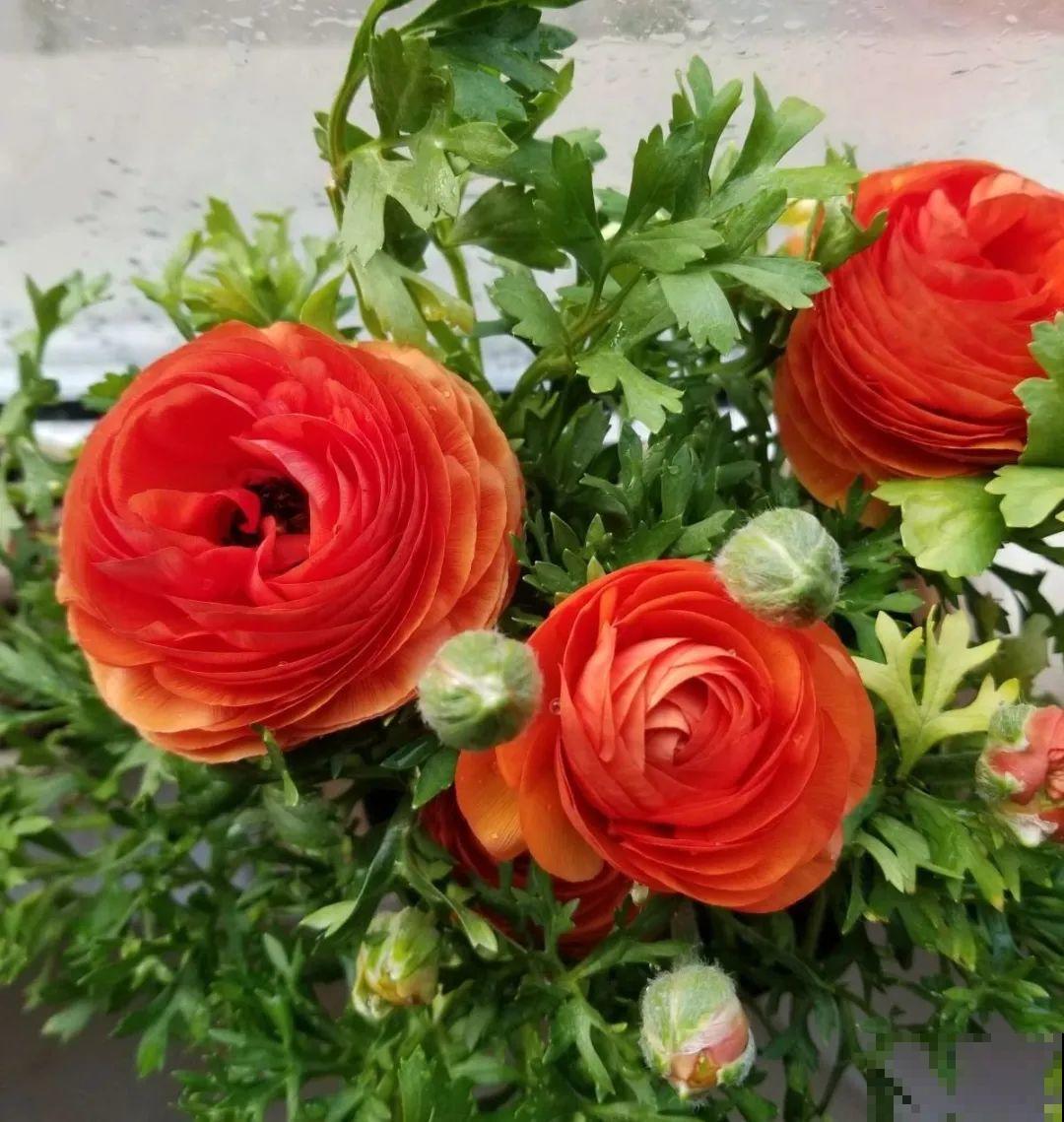 公认的难养花，买一盆死一盆，原来是被动了手脚…