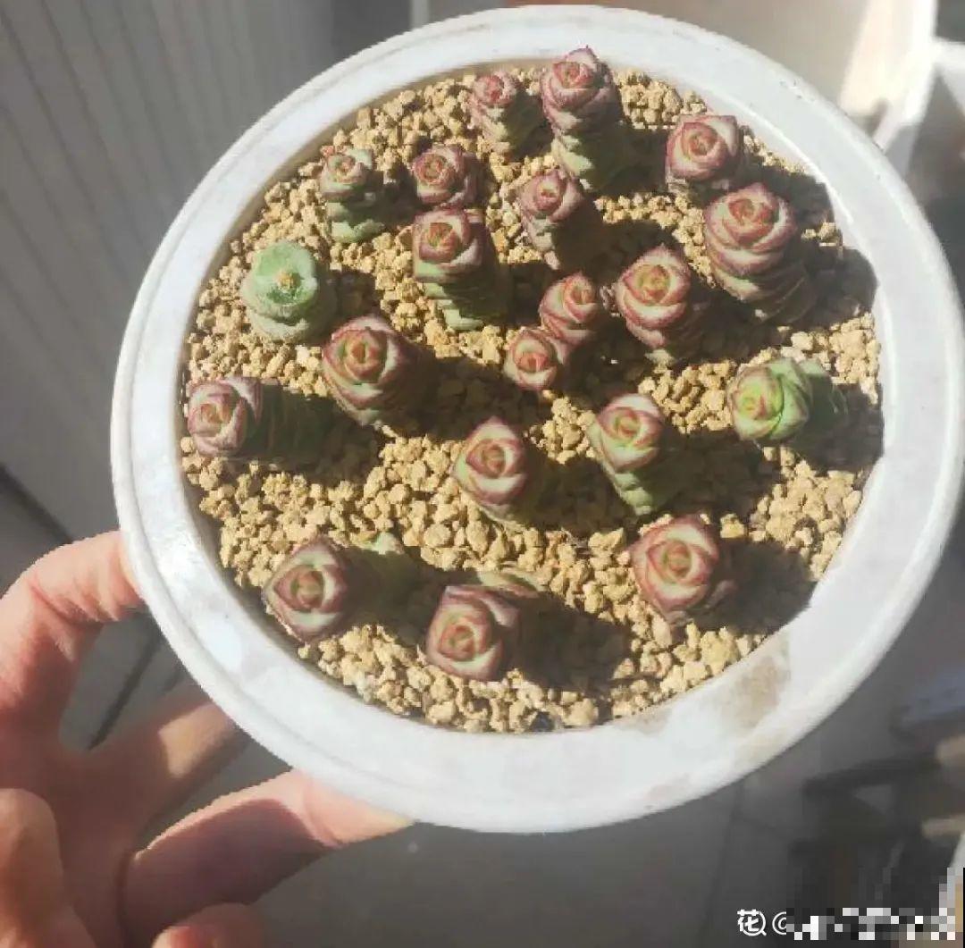 6种花夏天扦插,枝条剁8段、撒土里,3岁小孩都能插活! 6种花夏天扦插,枝条剁8段、撒土里,3岁小孩都能插活!