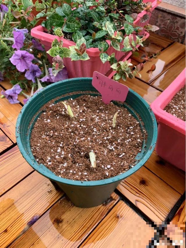 风雨兰太皮实,暴晒淋大雨,反而疯狂开花 风雨兰太皮实,暴晒淋大雨,反而疯狂开花