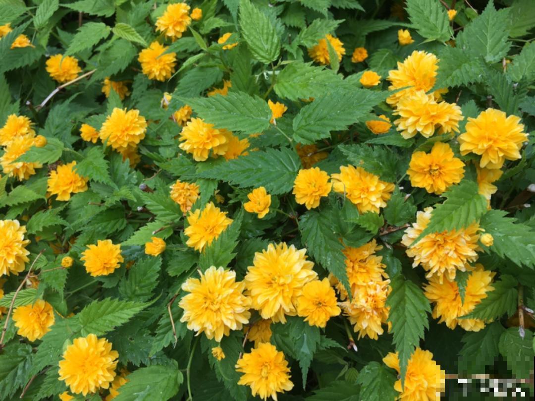 清明赏花，带上这份花卉图谱，变身行走的识花机器