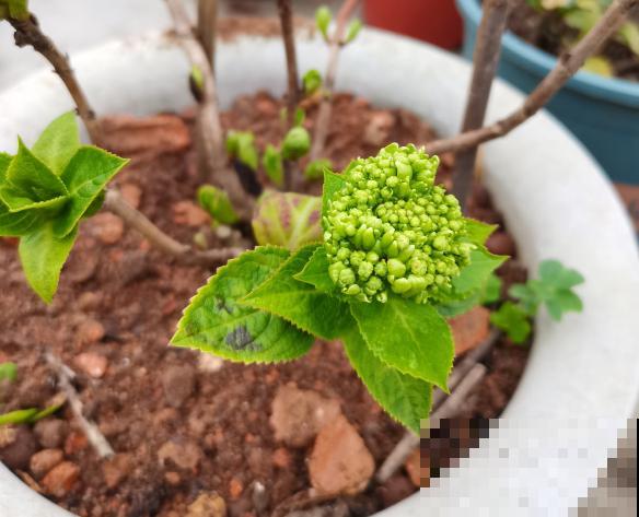 施肥用氮肥要节制，太心急容易烧苗，千万别用多