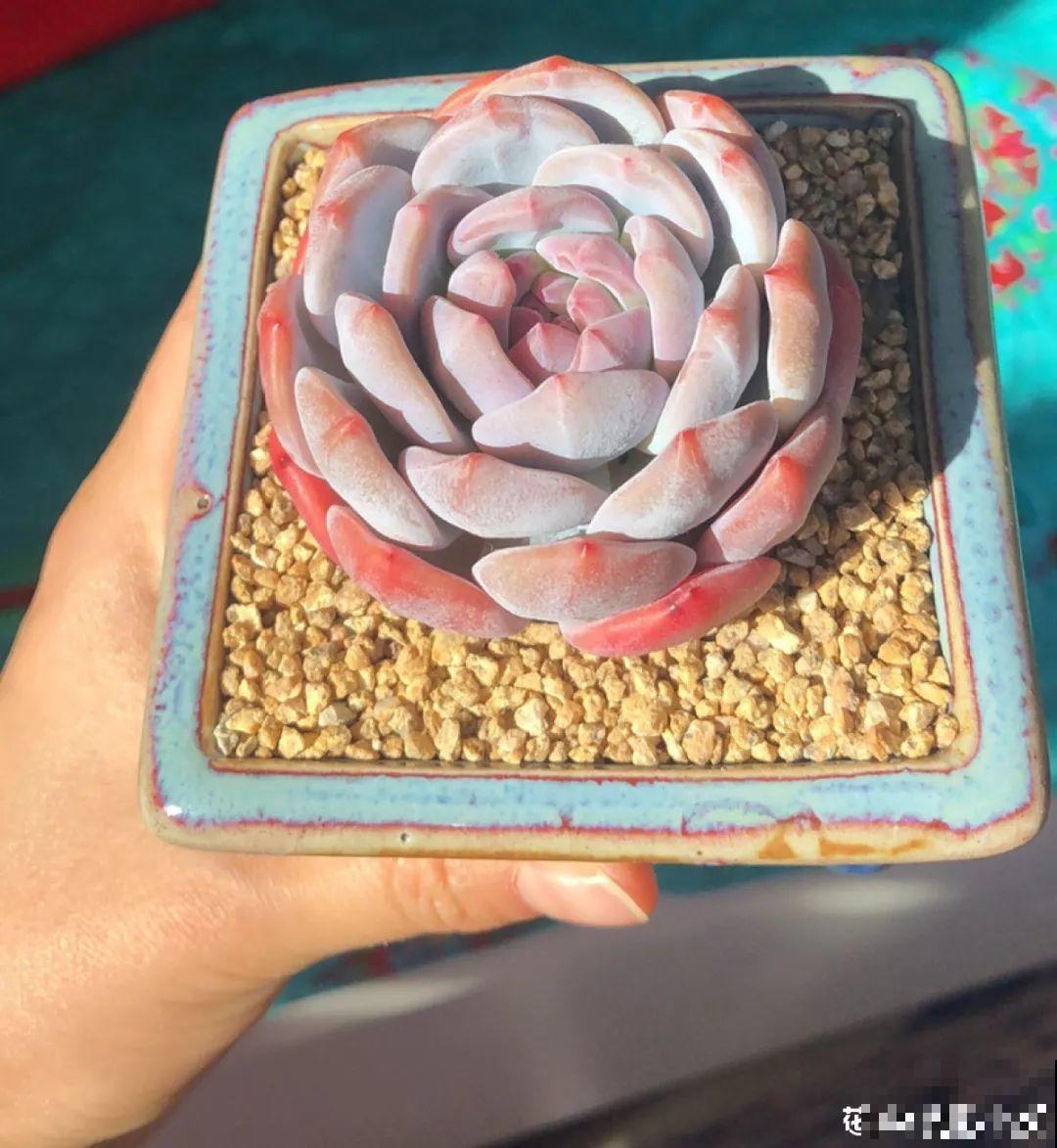 室内养多肉,也能养出水晶果冻色,任谁看到都说好 室内养多肉,也能养出水晶果冻色,任谁看到都说好