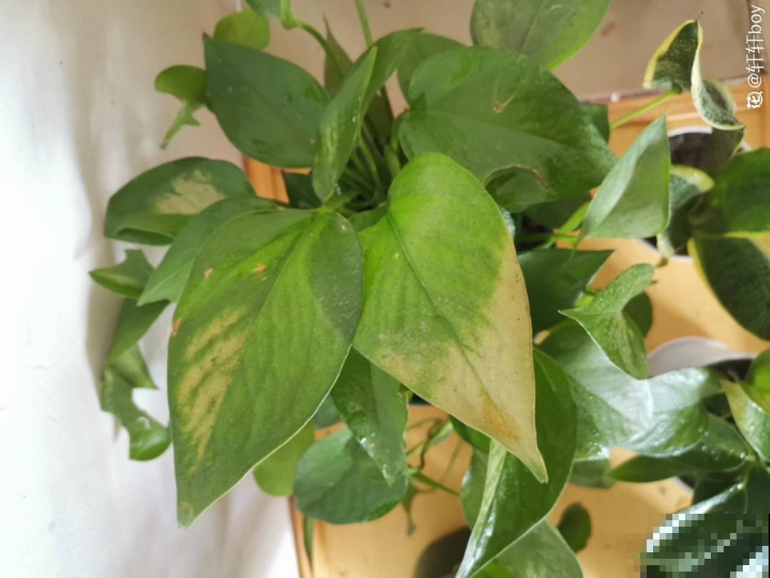 最怕晒的10种花,赶快搬进屋,否则会死掉 最怕晒的10种花,赶快搬进屋,否则会死掉