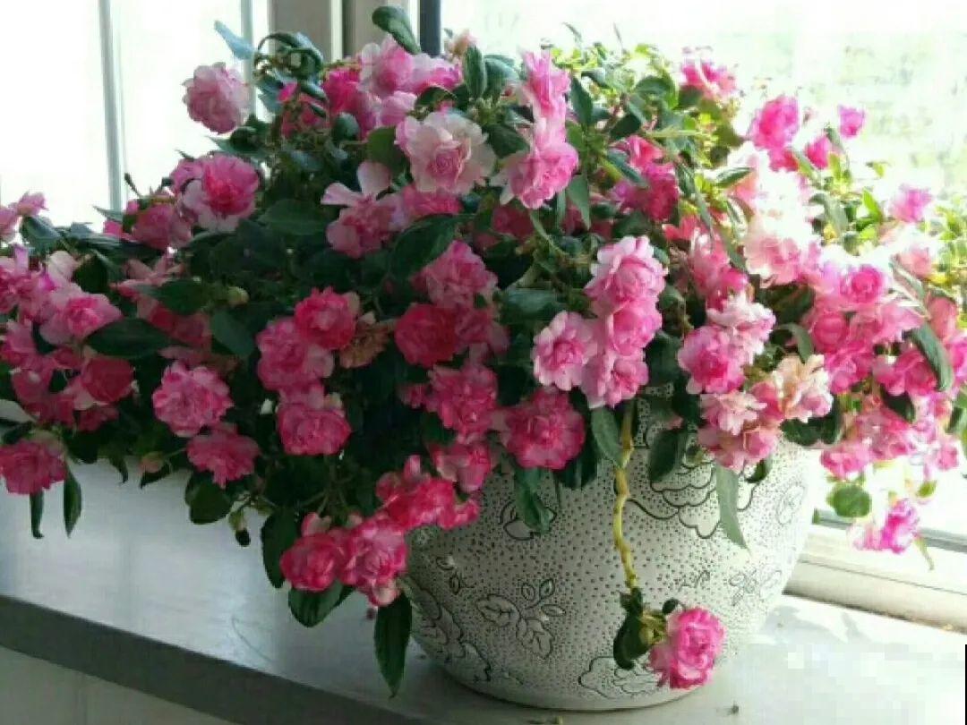 大岩桐特耐阴，每天一两个小时光照，一年开花上百天