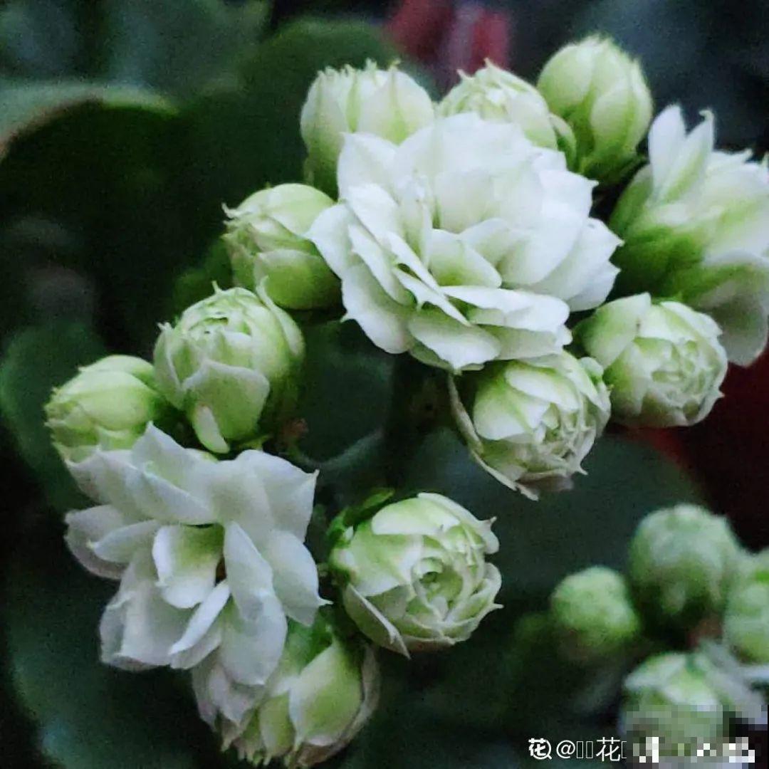 春天养盆绿色花,看着清爽干净,今年一定要养一盆 春天养盆绿色花,看着清爽干净,今年一定要养一盆