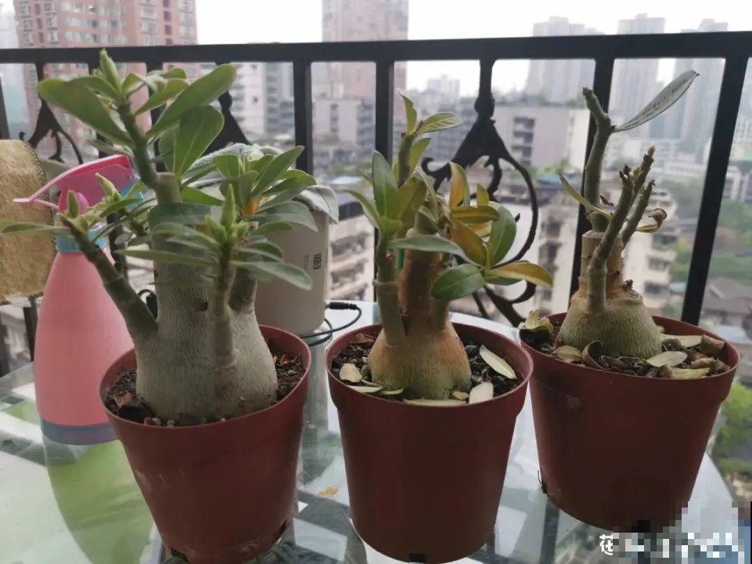 沙漠玫瑰带个大肚子，1个月不浇水照样活，开花比月季美