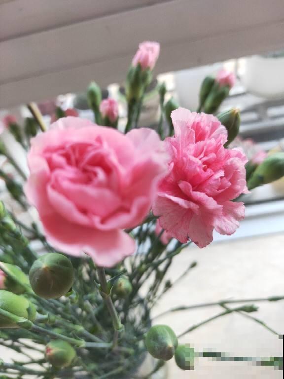 人人都知道的母亲花，开花鲜艳好看，花期超长