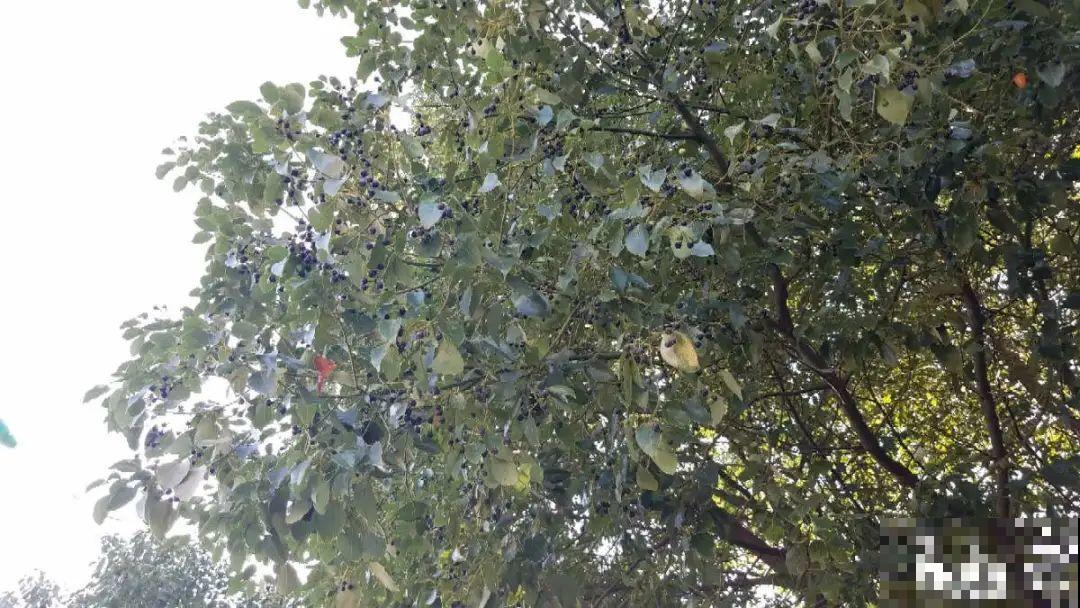 大院子养点大气花，超级有格调，漂亮的中国风