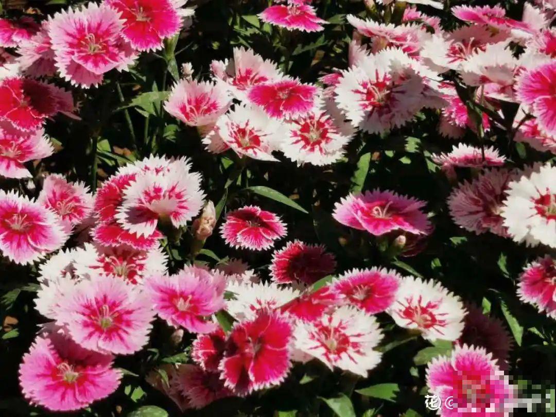 3种花气质独特,种院子里特高级,一开花气质十足 3种花气质独特,种院子里特高级,一开花气质十足