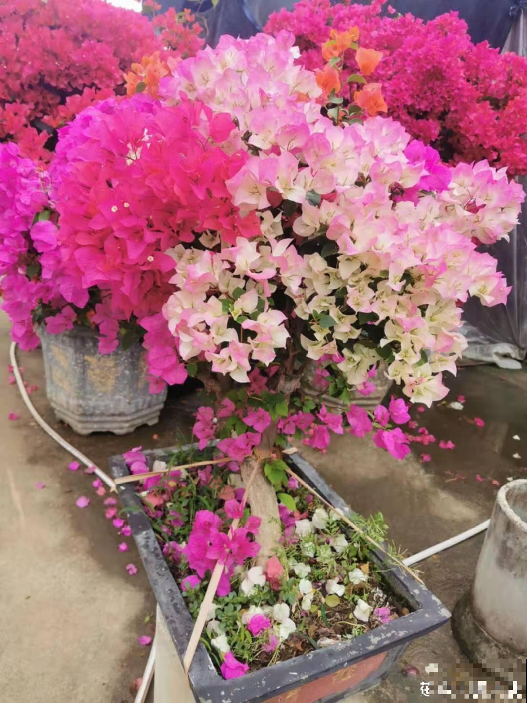 9层楼高的三角梅，足足养了28年，不得不服！