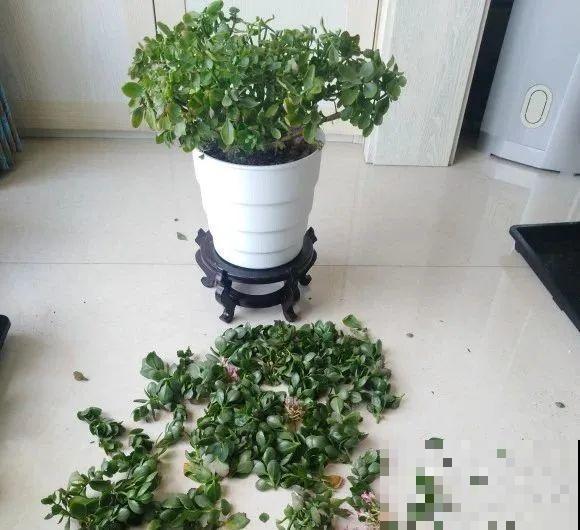 难度夏的8种花，赶紧扦插备份，再晚只剩盆了