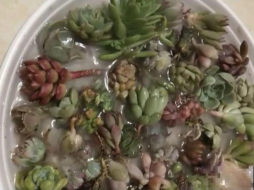 温度差不多稳定了,要准备给多肉换盆,记住这7个步骤 温度差不多稳定了,要准备给多肉换盆,记住这7个步骤