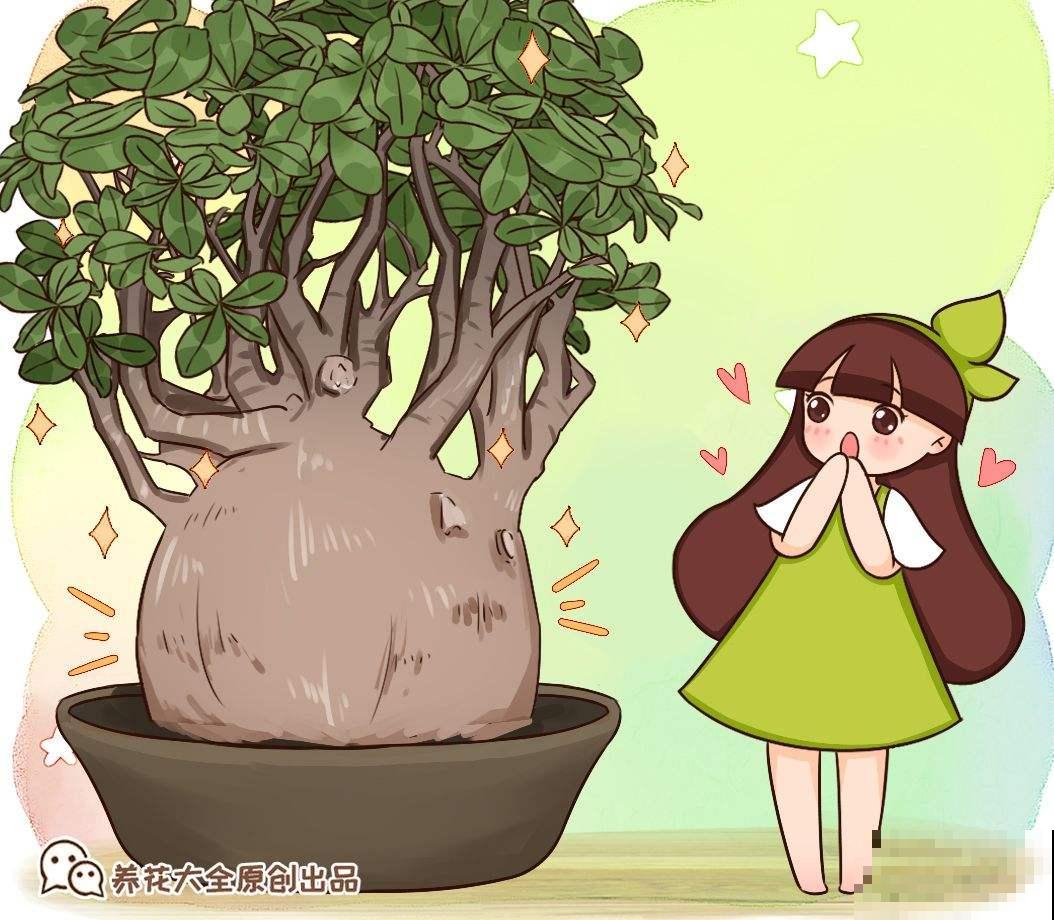 有的花需要穷养，有的花需要富养，选择合适的养花方法，才是关键