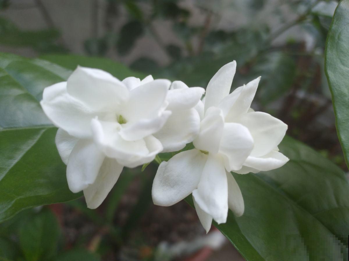 茉莉不开花,使劲晒、多用有机肥,呼呼开花摁不住 茉莉不开花,使劲晒、多用有机肥,呼呼开花摁不住