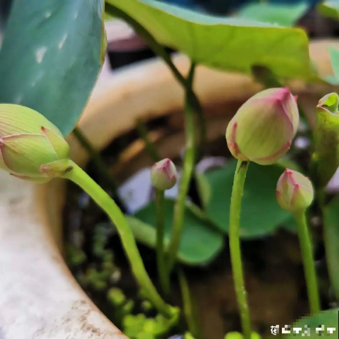 纯水养花长不大，加点泥巴土，长满新叶子