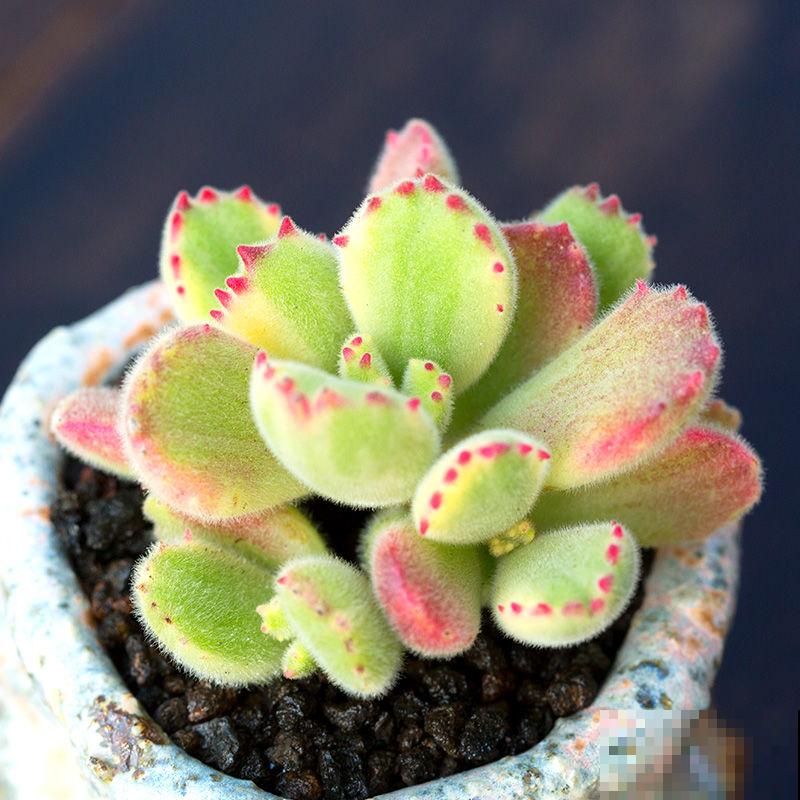 花香味浓的植物，有的人觉得香，有的人觉得臭