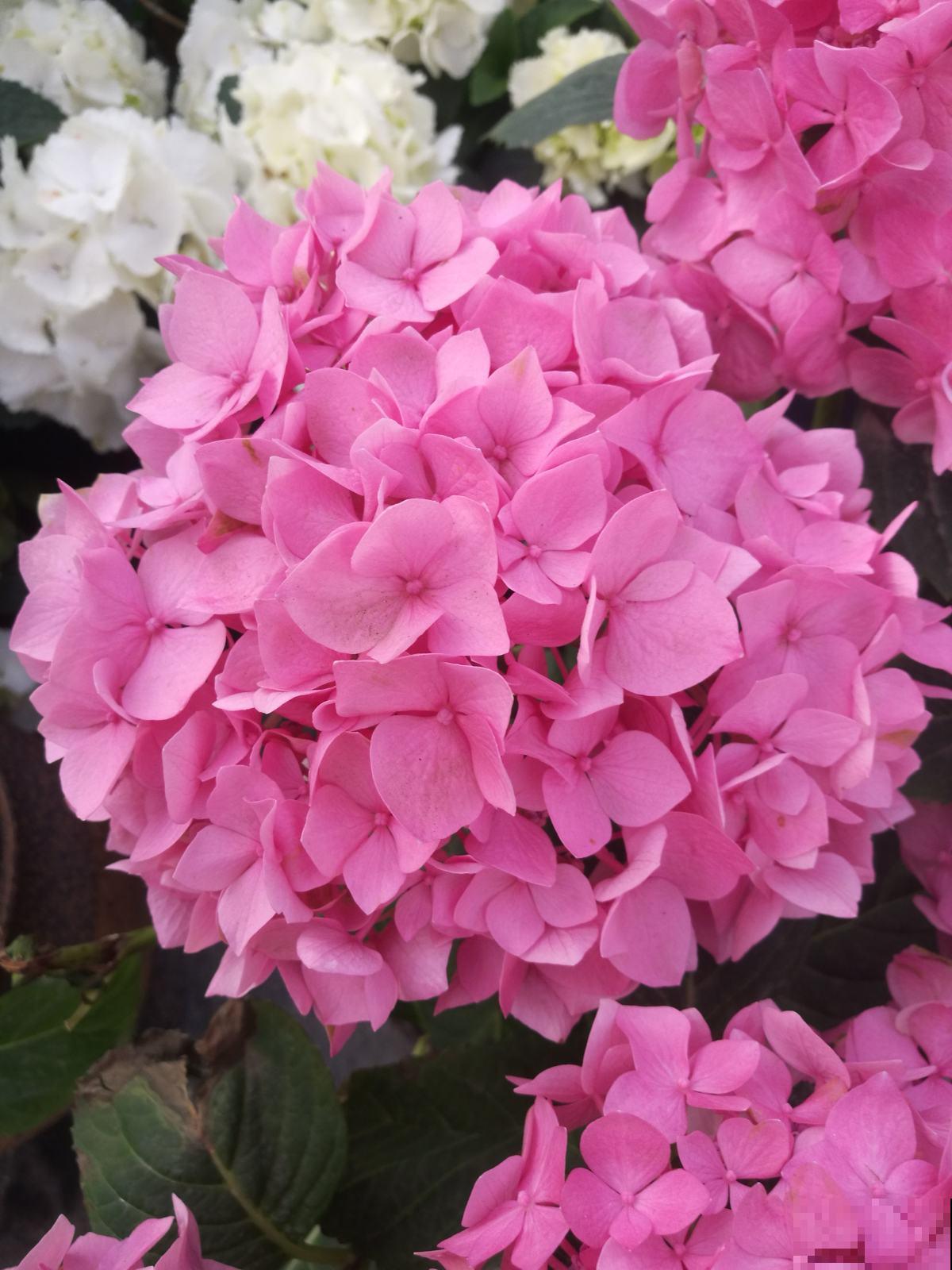 绣球到了花季，一直不开花，还是得从养护找原因