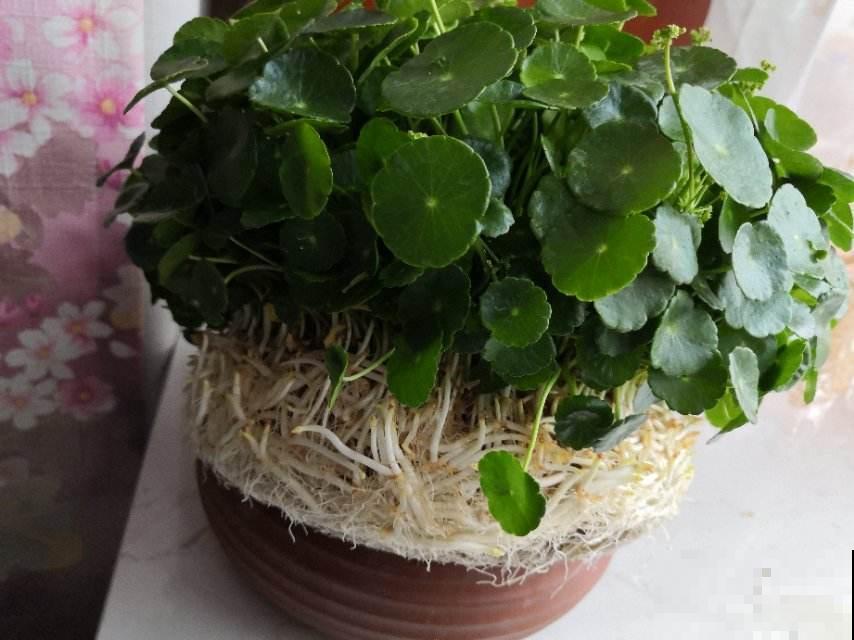 养花首先要养根，根系长得好，植物才长得更壮