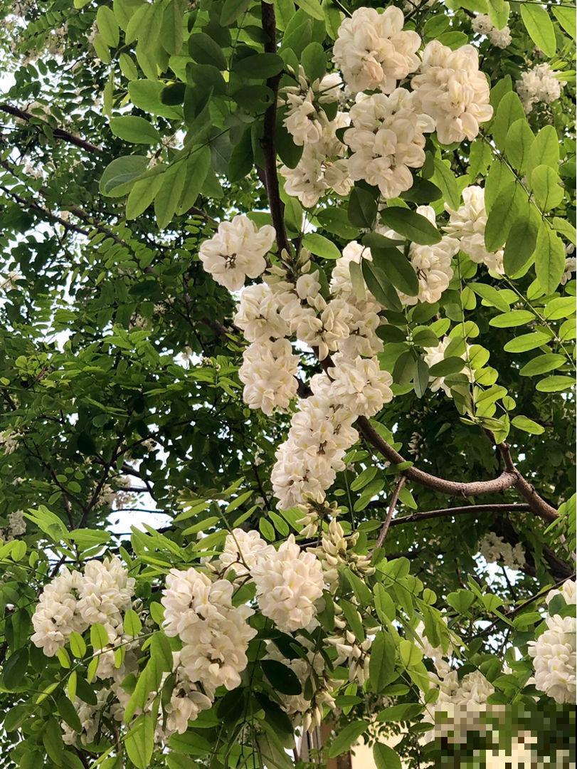 5月槐花白似雪,五一假期摘一把,回家炒鸡蛋! 5月槐花白似雪,五一假期摘一把,回家炒鸡蛋!