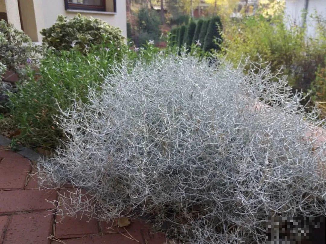 几根枝条插土里，竟然爆满盆，摆家里特别上档次