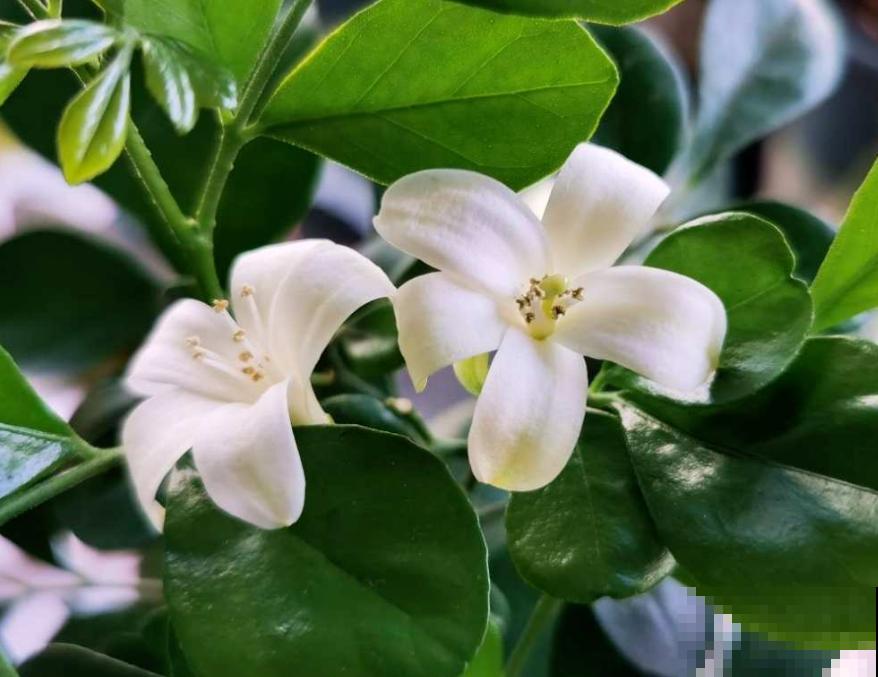 不同地区，植物发芽程度不同，你家那边的花开了吗
