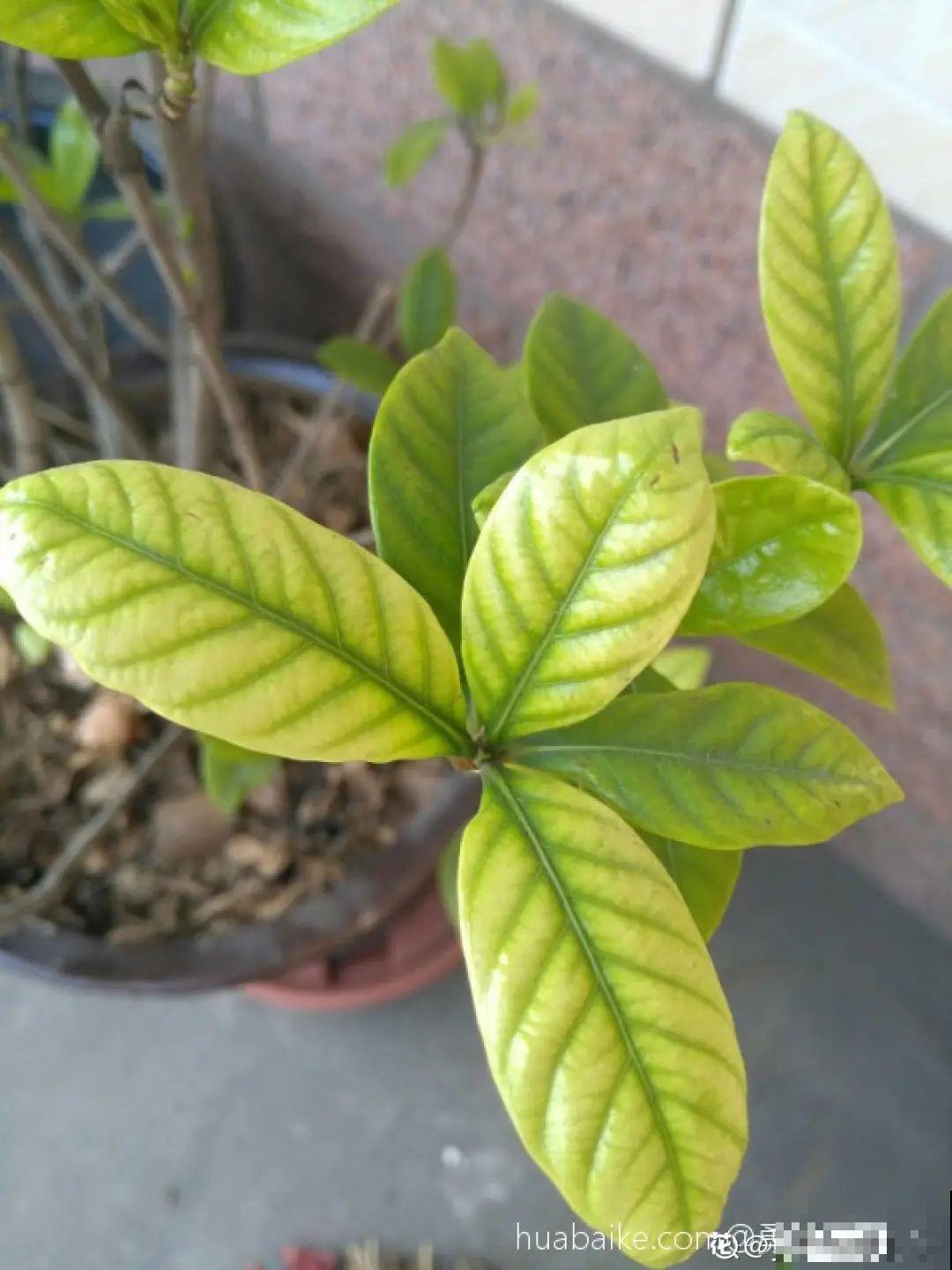 养花必备硫酸亚铁，叶子变绿了，小芽呼呼冒