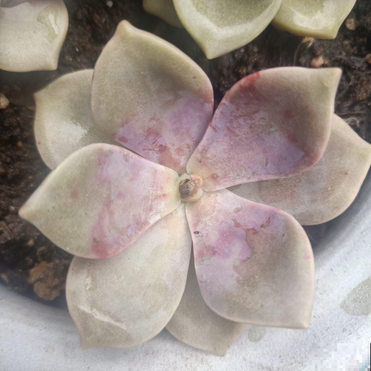 多肉长不动？一刀砍去头，轻松长爆盆！