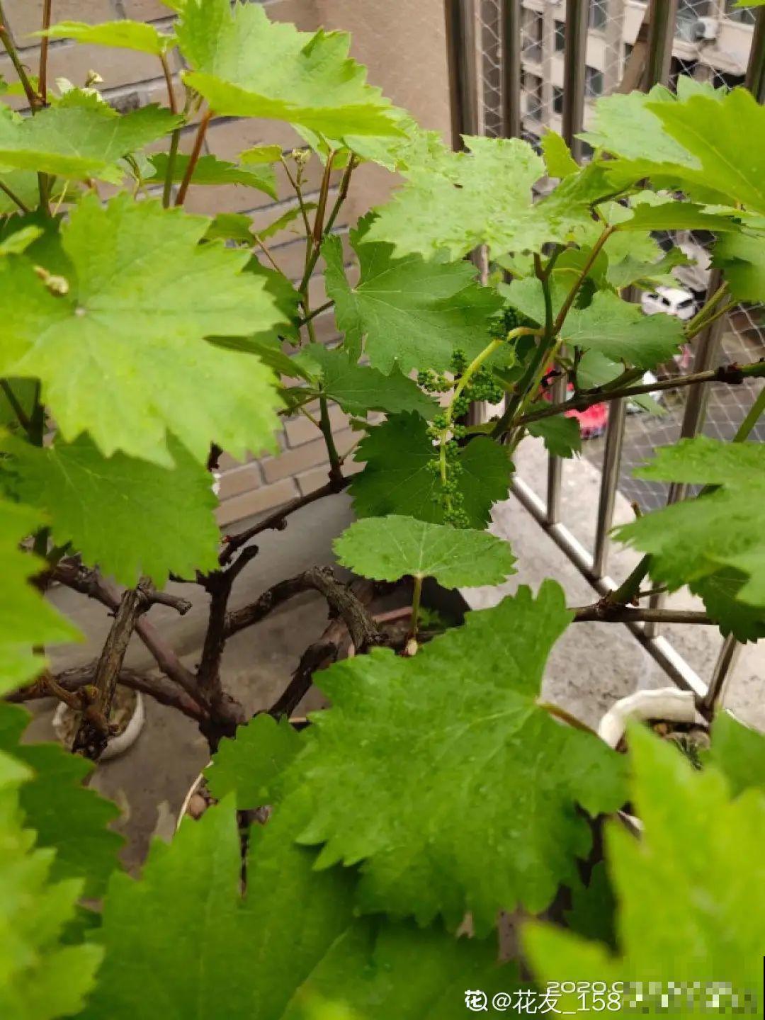 花盆里养棵果树,满枝条都是果子,看着就喜庆 花盆里养棵果树,满枝条都是果子,看着就喜庆