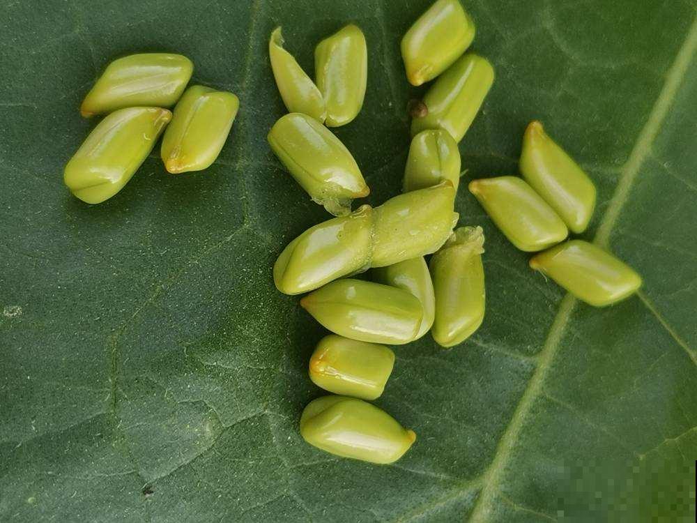 4种植物晒干后，直接塞进枕头里，夜夜睡的香