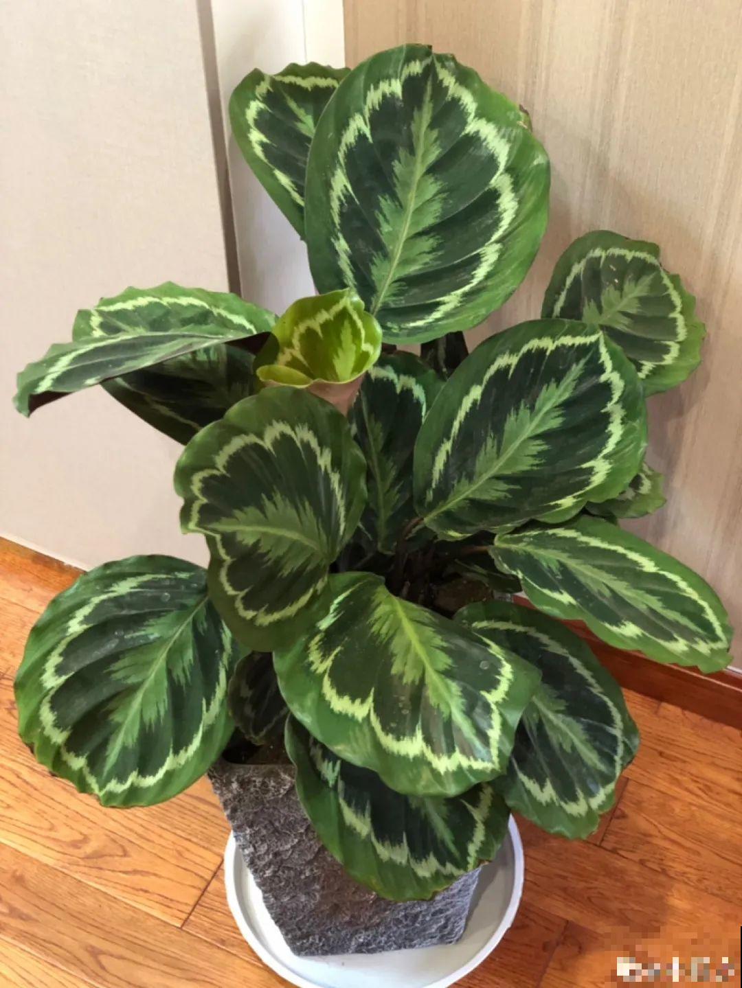 天热了，20种花最怕浇水，浇得越多，死得越快！