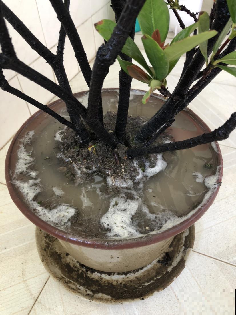 教你两招扦插法,懒人专用,轻松就能活! 教你两招扦插法,懒人专用,轻松就能活!