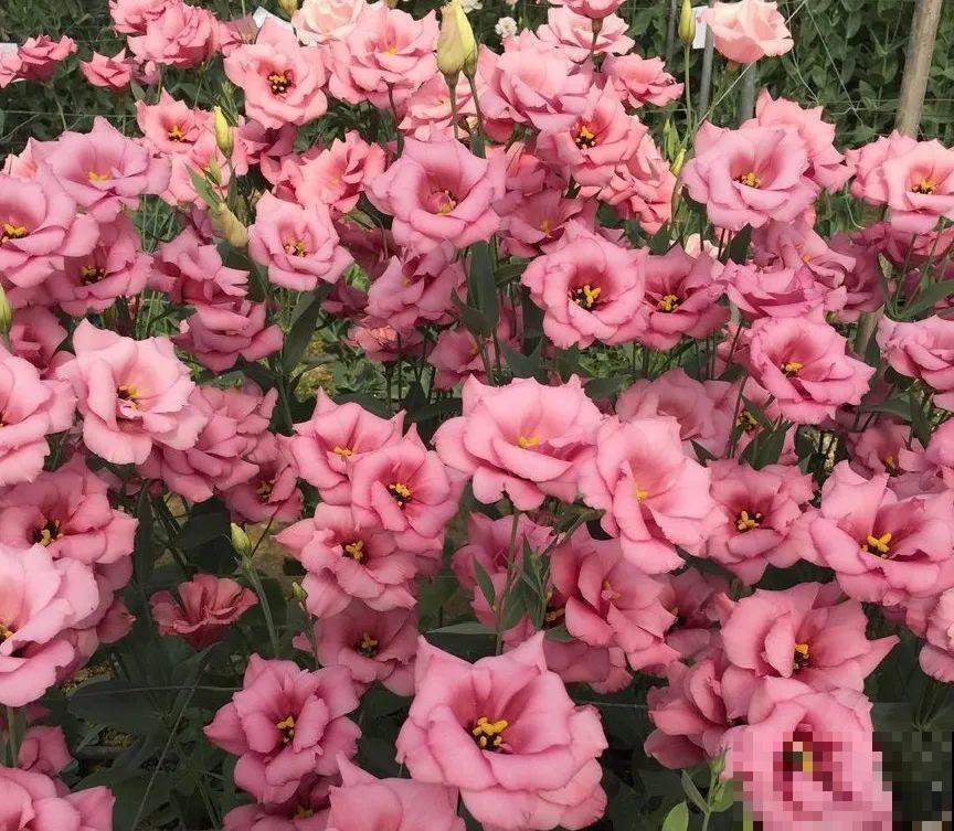 5月出门,收下这份百花图谱,啥花都能叫上名! 5月出门,收下这份百花图谱,啥花都能叫上名!