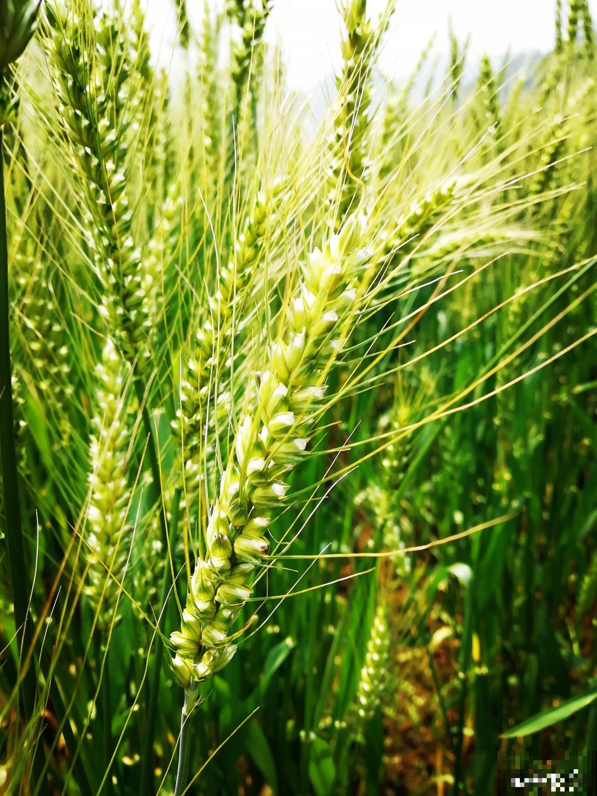 6个关于植物的冷知识,知道3个,就是植物“大神” 6个关于植物的冷知识,知道3个,就是植物“大神”