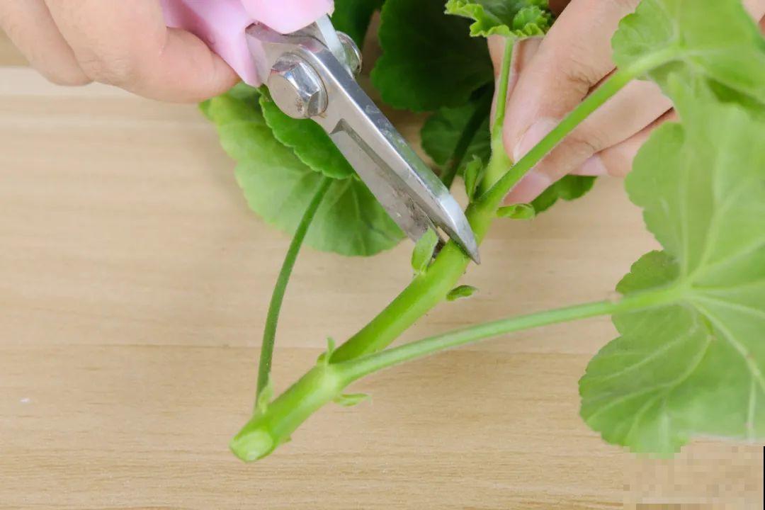 难度夏的8种花，赶紧扦插备份，再晚只剩盆了