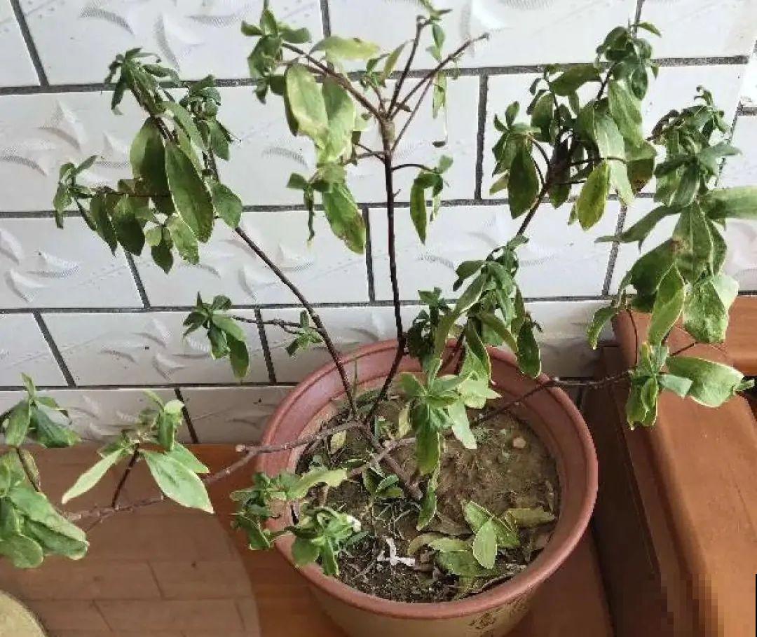 天热了,8种花要休眠,要少浇水 天热了,8种花要休眠,要少浇水