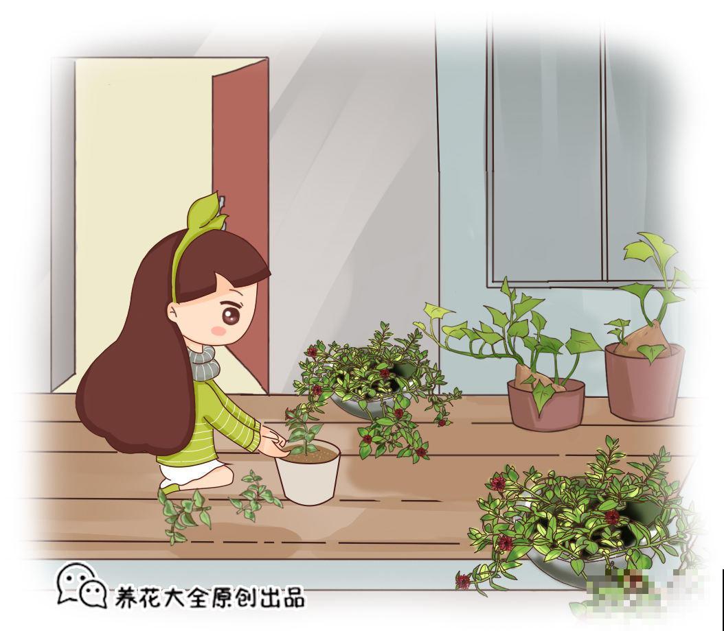 油菜适合种阳台,易成活,“秀色”还可餐! 油菜适合种阳台,易成活,“秀色”还可餐!