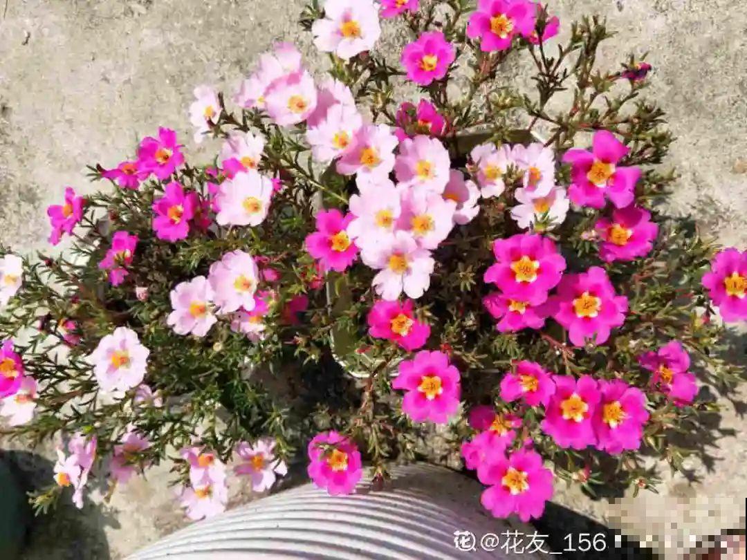 11种常见花，现在扦插，成活率特高