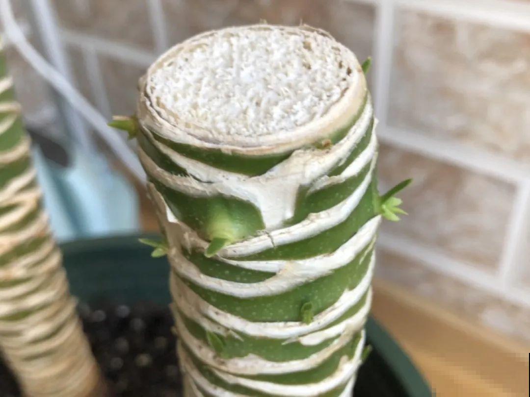 家里养棵“丑八怪”，霸气镇宅，越养越爱