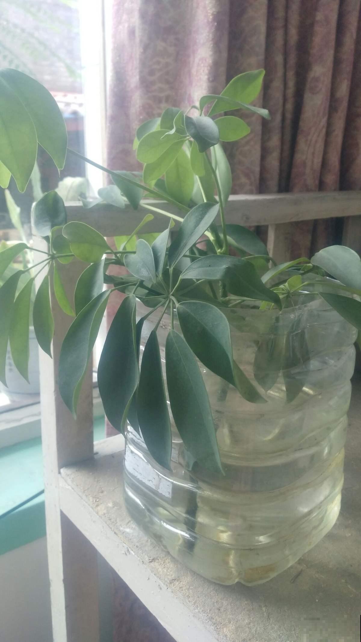 家里这些水不要随便倒掉，用来养花有奇效，废物利用花还长得旺！