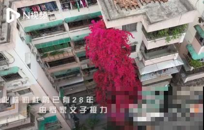9层楼高的三角梅，足足养了28年，不得不服！