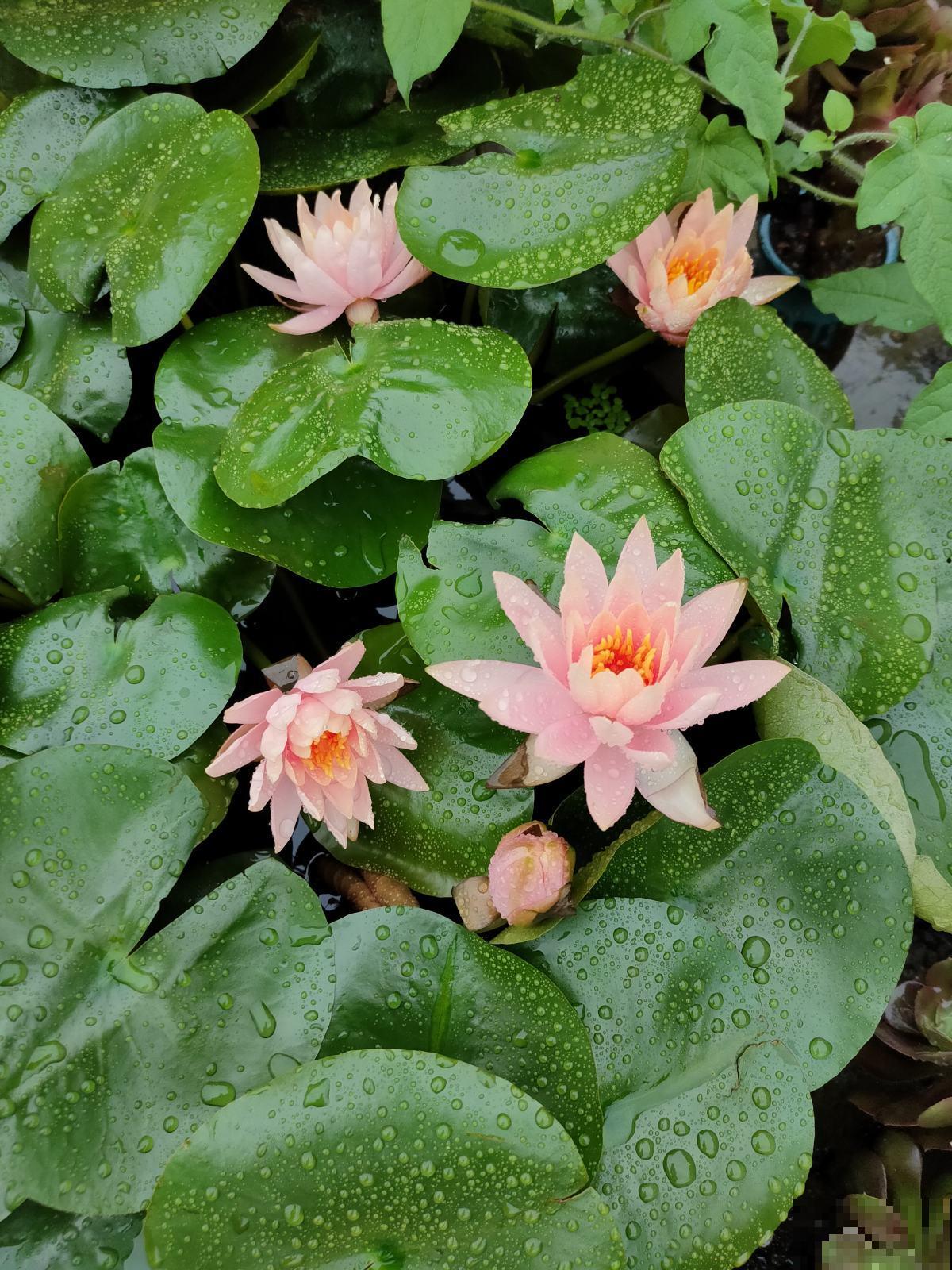 1种花养护超级简单，花瓣上有“梦幻蓝眼”，插水里就能活